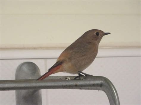 鳥飛進 家裡 代表什麼|【家裡飛來鳥】家裡飛來吉祥鳥？鳥類進家預示什麼吉凶福禍？